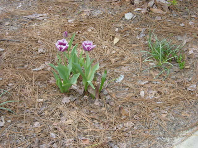 img-0007.jpg  (59.8 Kb)